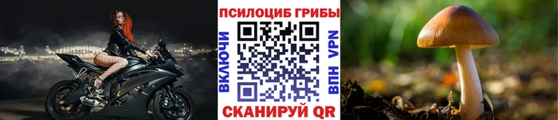 продажа наркотиков  Кириши  Галлюциногенные грибы Psilocybine cubensis 